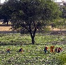 reforestation