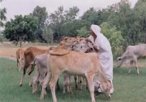 mataji in gosala