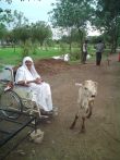 mataji in gosala